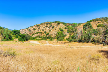 Fototapeta premium landscape with dry forest grass