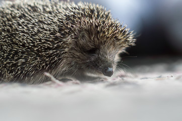 cute prickly hedgehog came to visit on the threshold