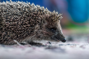 cute prickly hedgehog came to visit on the threshold