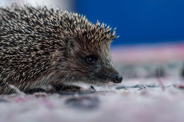 cute prickly hedgehog came to visit on the threshold