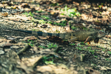 iguana
