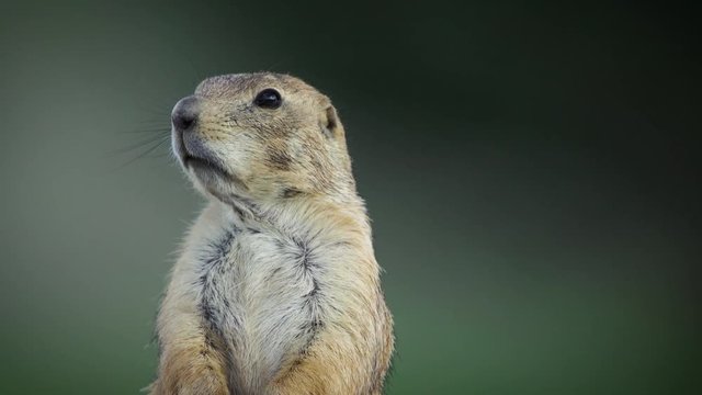 mexican prairie dog