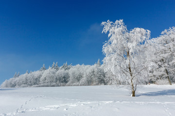 Winter landscape. One tree standing in the middle of a snow-covered hoarfrost is covered with frost on a sunny frosty winter day.