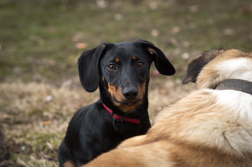 black dachshund dog with brown spots on the face