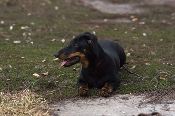 black dachshund dog with brown spots on the face