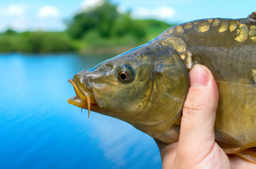 caught mirror carp in hand against the lake