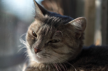 cute gray cat basks on the window in the rays of the setting sun