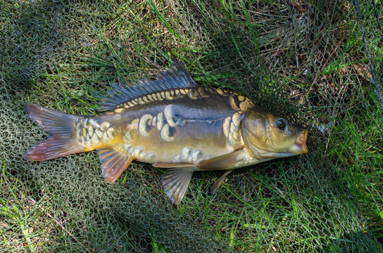 mirror carp on the background of the fishing net