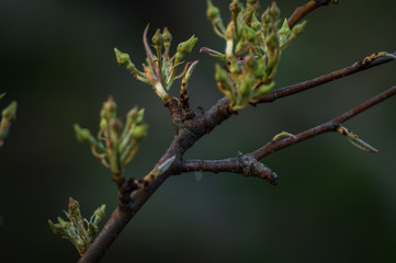 branch of a tree