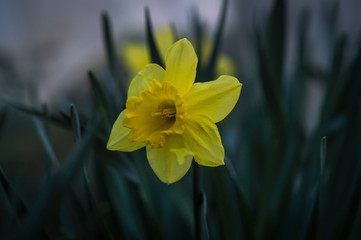 yellow daffodil on blue background