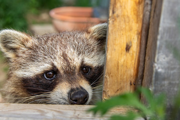 Waschbär in Gehege in Kanada