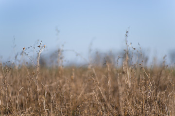 Obraz premium Closeup dry field grass on blurred background. Minimal depth of field. Early spring on photo.