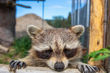Waschbär in Gehege in Kanada