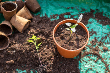 Chili Pflanze umtopfen in Pflanztopf, terrakotta, orange mit Jungpflanze und Erde