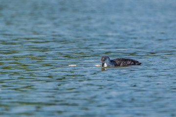 Duck on the lake dives for fish. Photographed close up