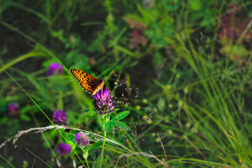 Argynnis paphia. Beautiful Argynnis paphia butterfly in sunlight in herb garden.