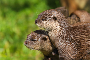 Close up Asian Short Clawed Otter (Amblonyx cinerea)