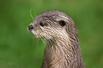 Close up Asian Short Clawed Otter (Amblonyx cinerea)