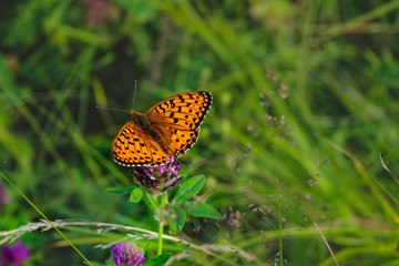 Argynnis paphia. Beautiful Argynnis paphia butterfly in sunlight in herb garden.