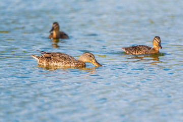 Duck on the lake dives for fish. Photographed close up