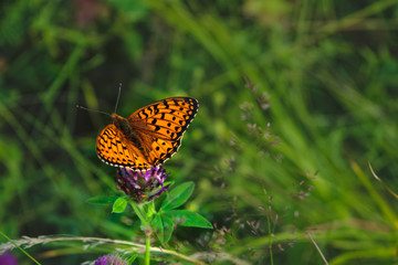 Obraz premium Argynnis paphia. Beautiful Argynnis paphia butterfly in sunlight in herb garden.