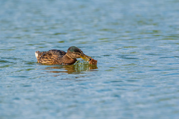 Duck on the lake dives for fish. Photographed close up