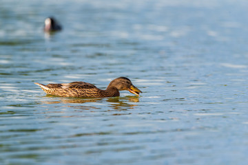 Duck on the lake dives for fish. Photographed close up