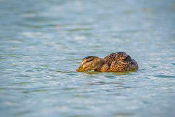 Duck on the lake dives for fish. Photographed close up
