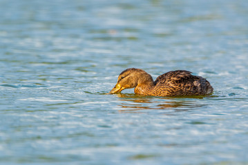 Duck on the lake dives for fish. Photographed close up