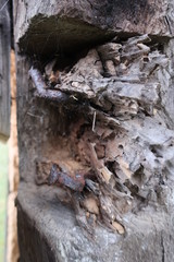 tree bark close up background texture