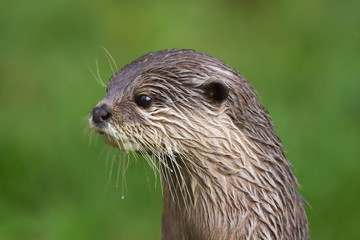 Close up Asian Short Clawed Otter (Amblonyx cinerea)