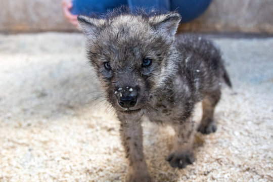 Wolf Welpe