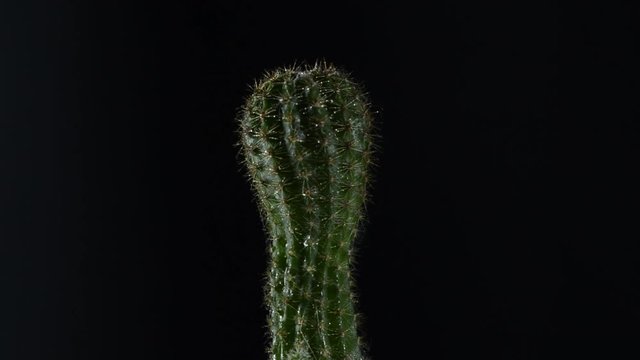 cactus in a pot