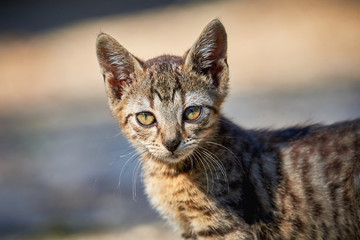 Naklejka na ściany i meble Beautiful Tabby Cat Closeup ( Felis Catus )
