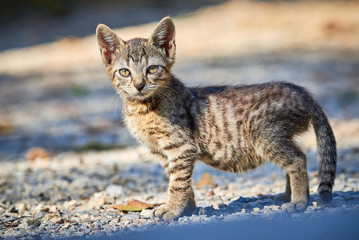Beautiful Tabby Cat Closeup ( Felis Catus )