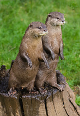 Close up Asian Short Clawed Otter (Amblonyx cinerea)
