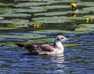 Laughing gull chick on the pond