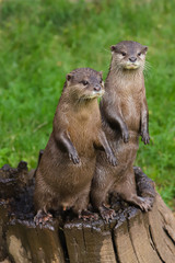 Close up Asian Short Clawed Otter (Amblonyx cinerea)