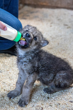 Wolf Welpe