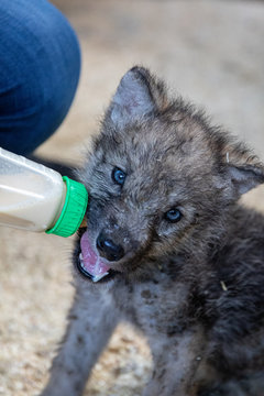 Wolf Welpe