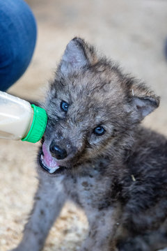 Wolf Welpe