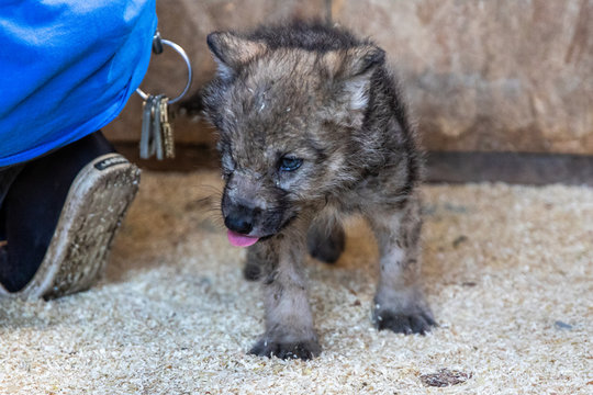 Wolf Welpe