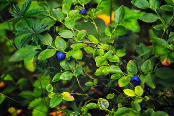Blueberry bushes with ripe berries on a blurred background. Blueberry bush with cluster of berries.
