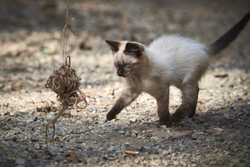 Fototapeta premium Siamese cat playing with a ball of thread