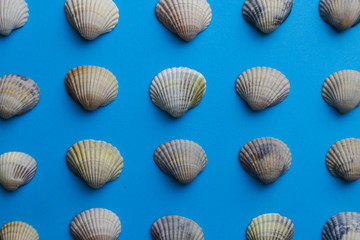 Composition with seashells on color background