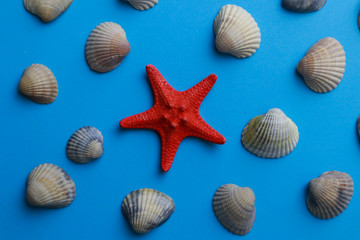 Composition with seashells on color background