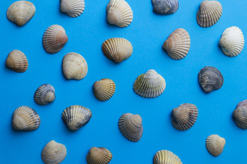 Composition with seashells on color background