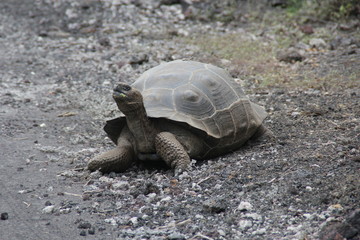 galapagos tortoise