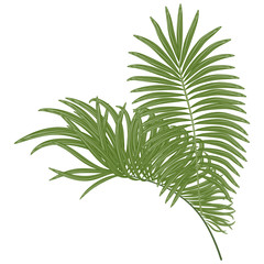 Tropical leaf palm isolated. Watercolor. Vector illustration. EPS 10