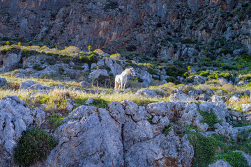 White horse on the mountain's hill